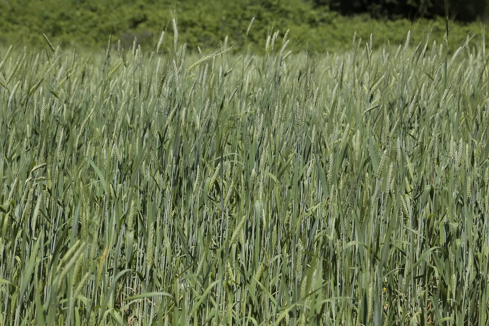 Un campo di farro della Garfagnana prima della mietitura